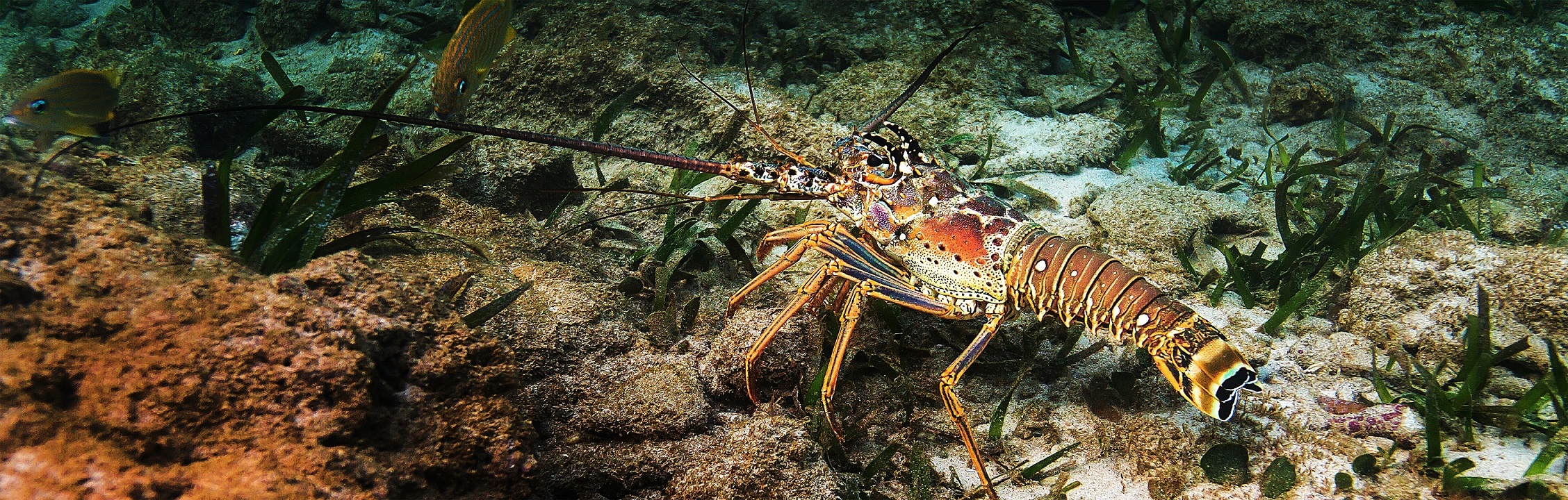 Langosta